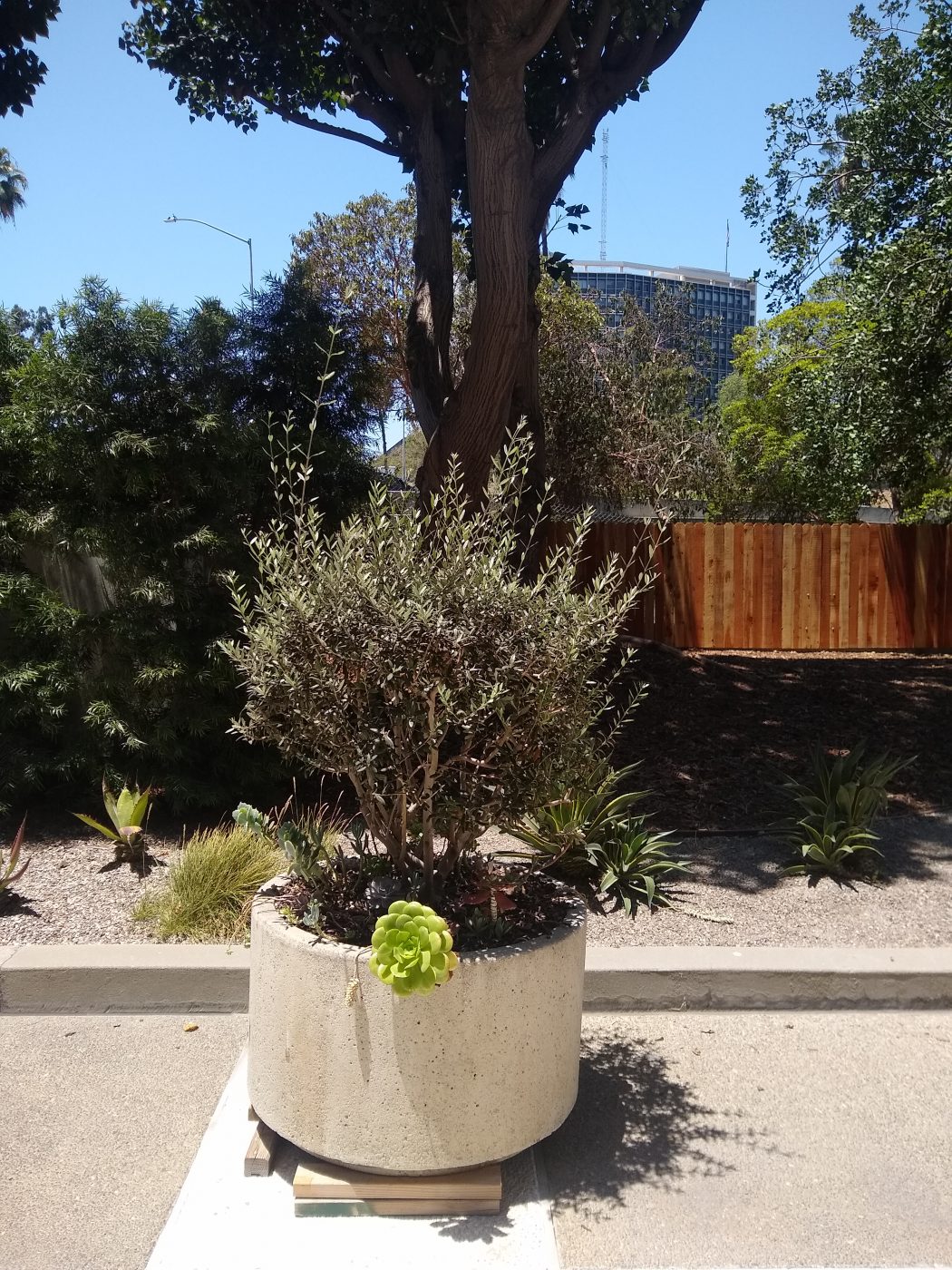 Green Plant In A Pot