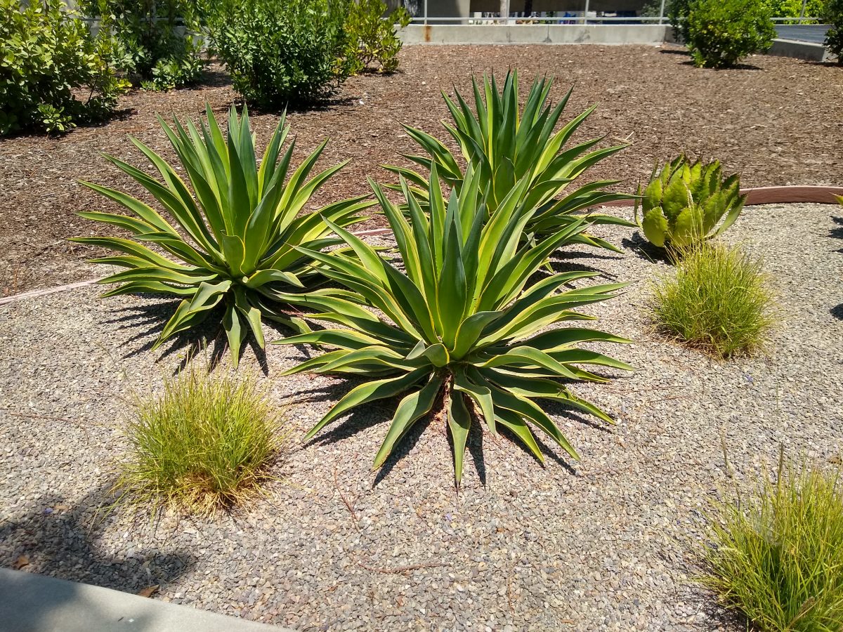 Green Plants In A Park