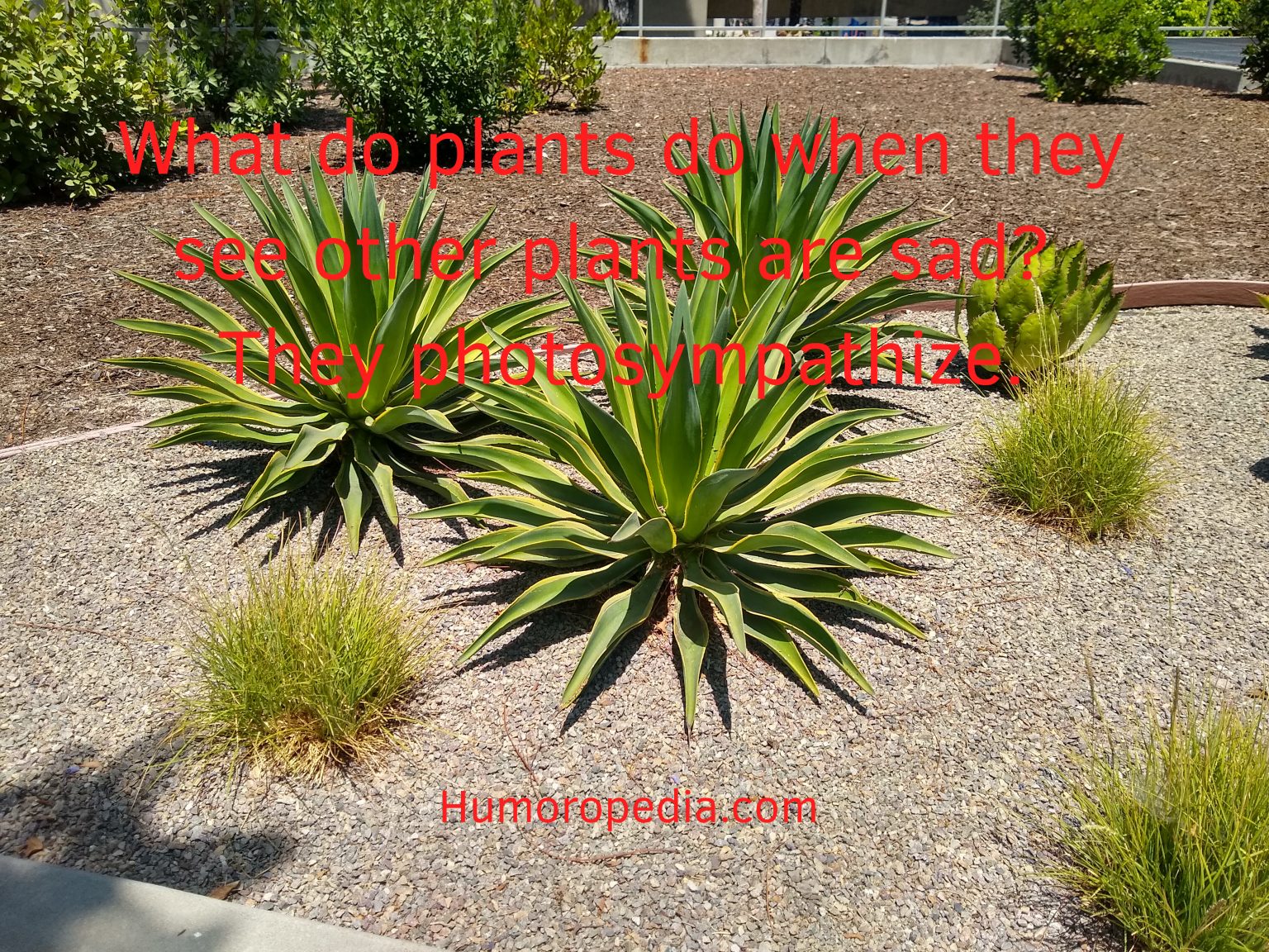 Plant Jokes 51+ Best Funny One Liners You'll Regret Missing