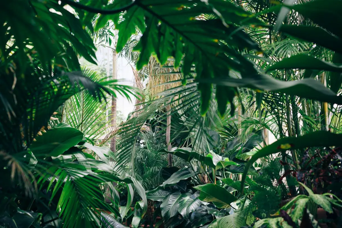 Beautiful Botanical Garden With Green Plants