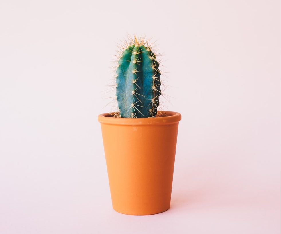 cactus in the brown pot