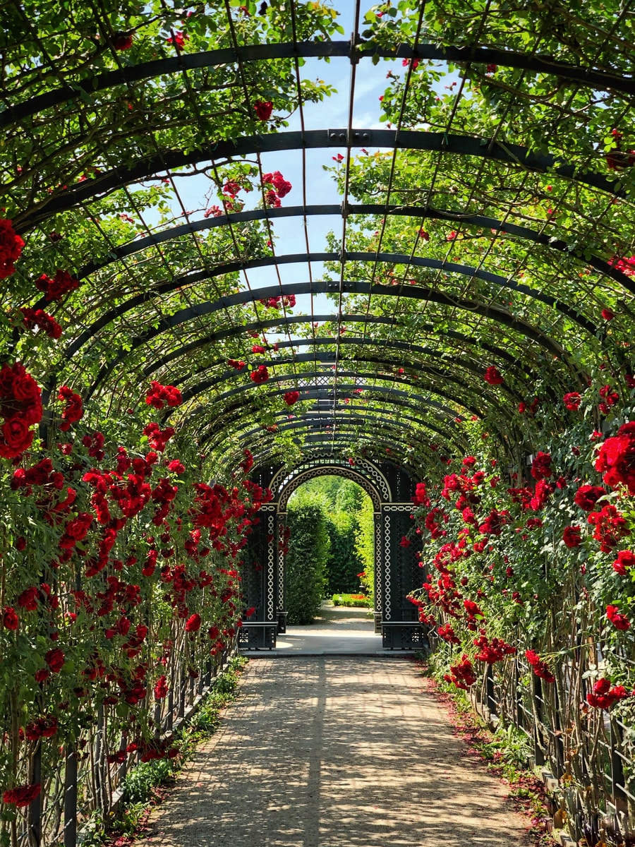 Red Flower Garden During The Daytime