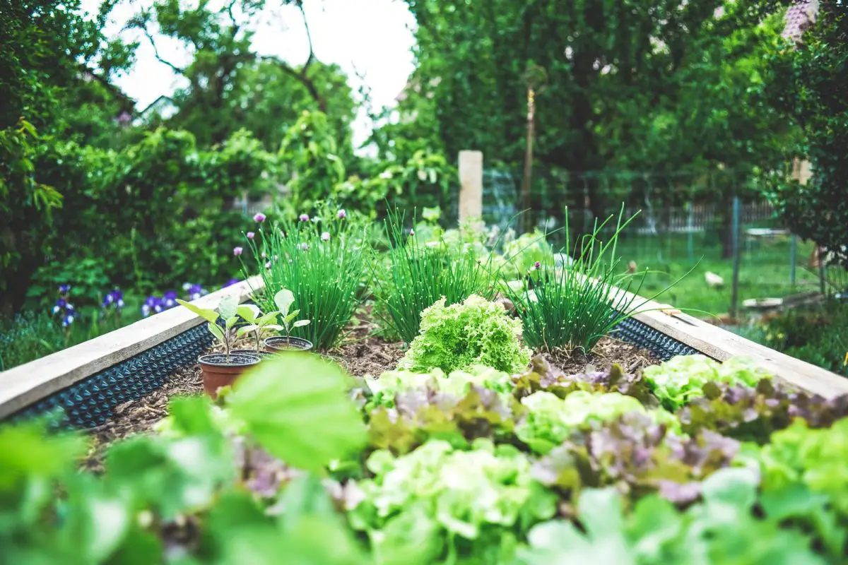 Vegetable Garden During The Daytime