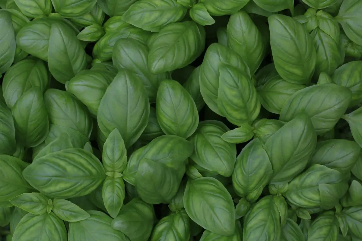 Young Basil Leaves