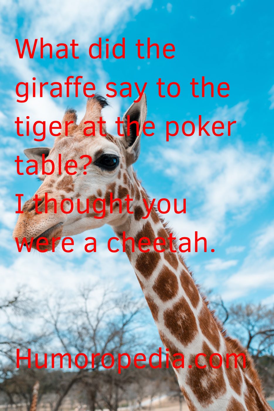 Casino Jokes About Giraffe