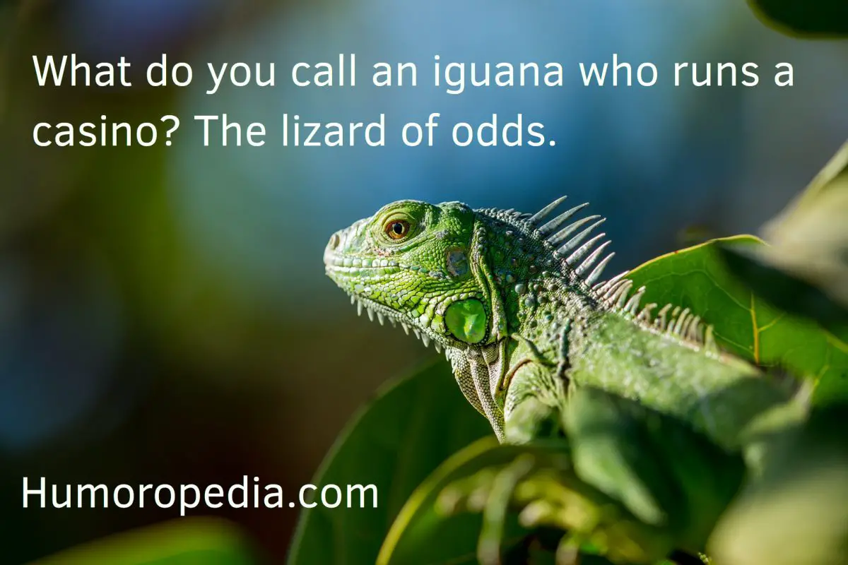 Casino Puns About Iguana