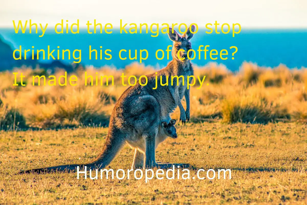 Coffee Puns About Jumpy Kangaroo