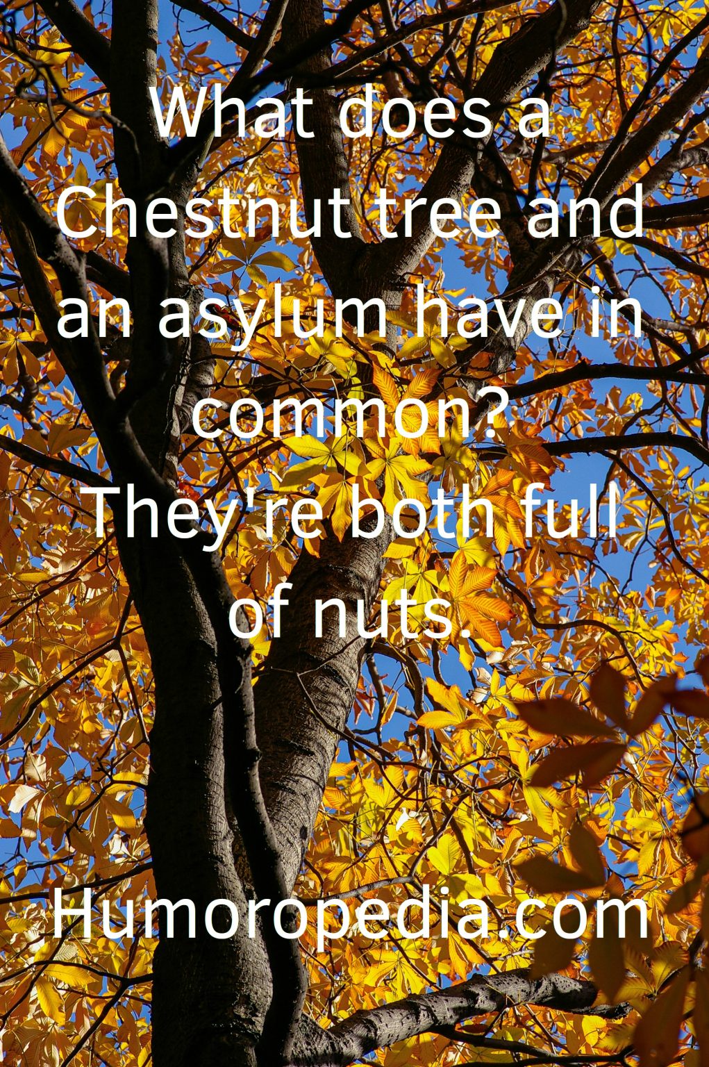 Tree Puns 41 Best Tree Jokes You'll Probably Hate Anyway