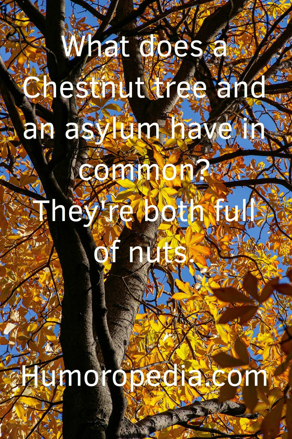 Tree Jokes About Asylum And Nuts