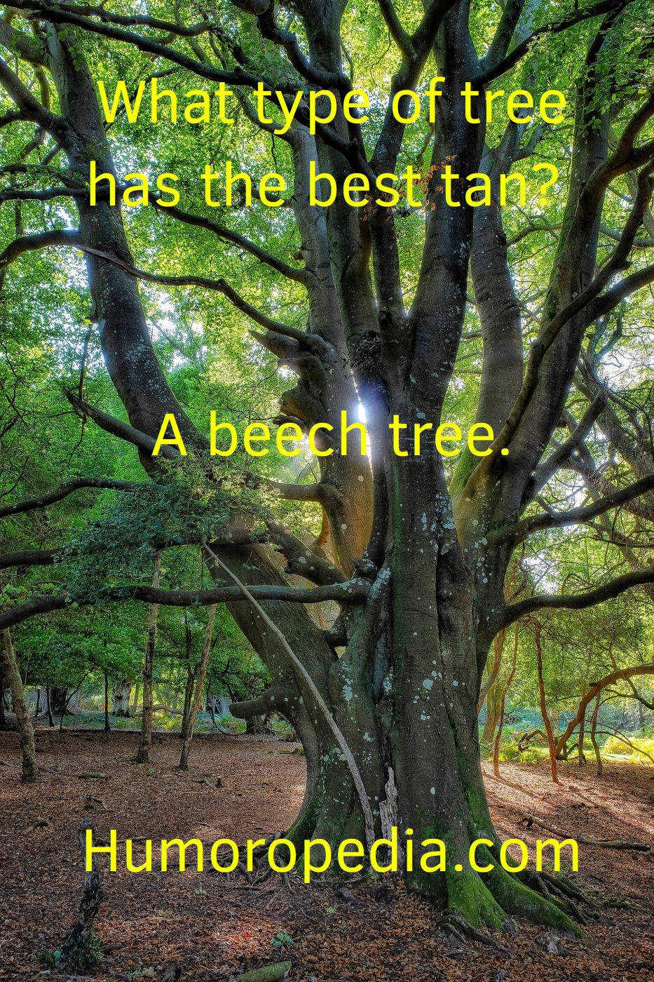 Tree Play On Words About The Best Tan