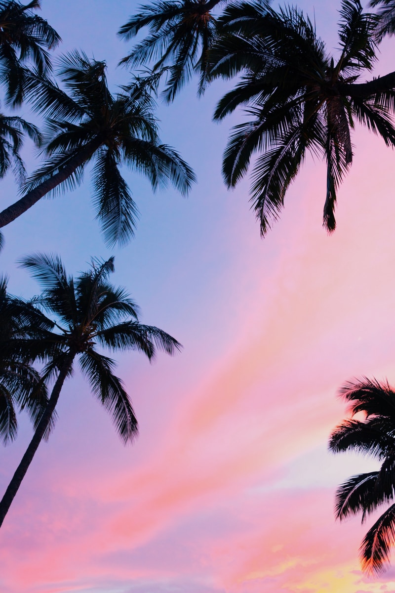 Palm Trees During Golden Hour