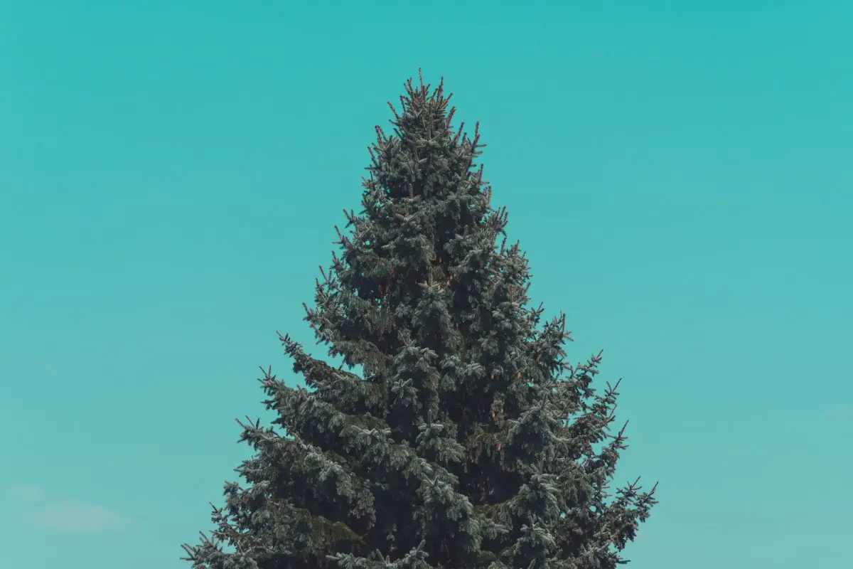 Pine Tree Against The Green Sky