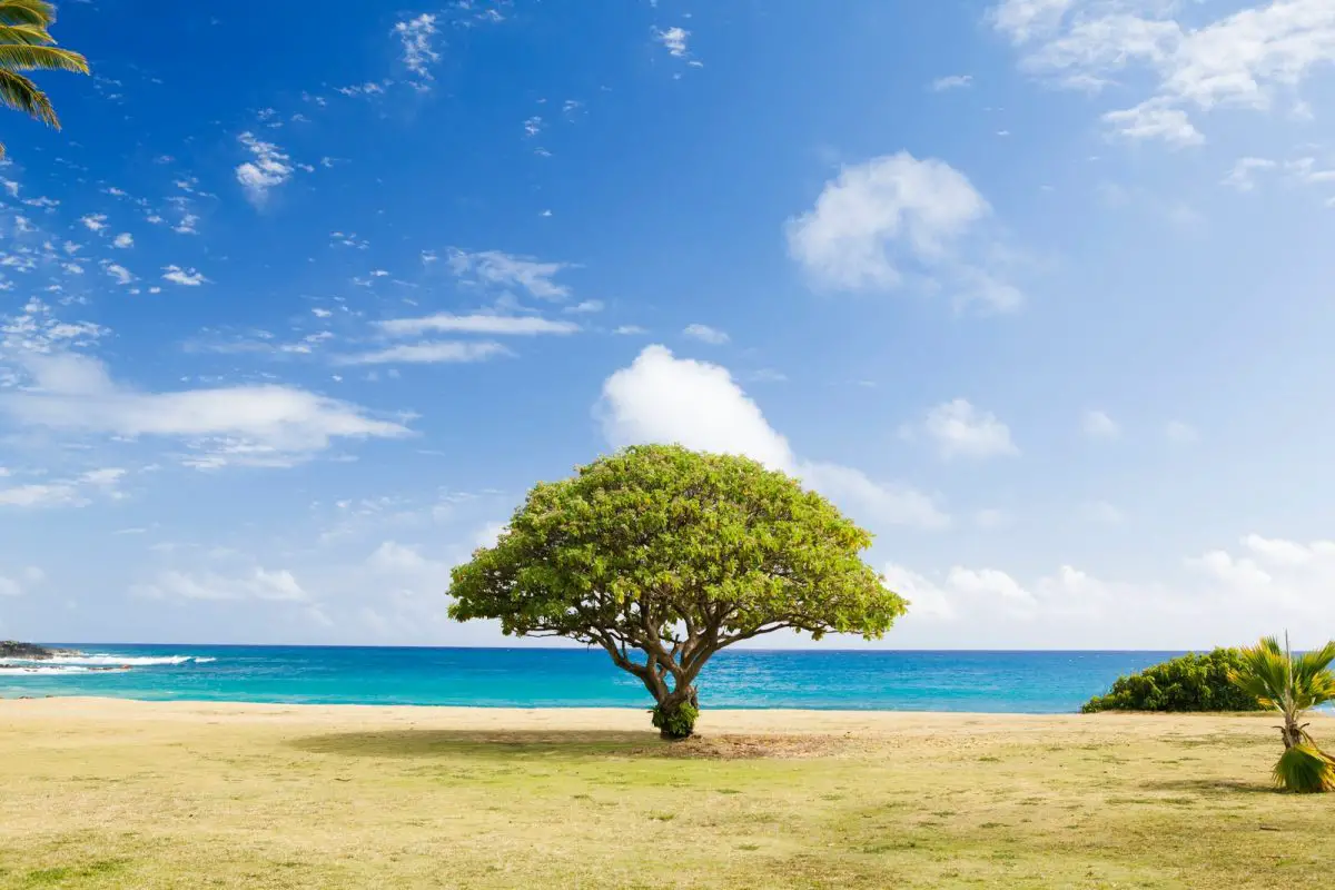 Tree On The Shore