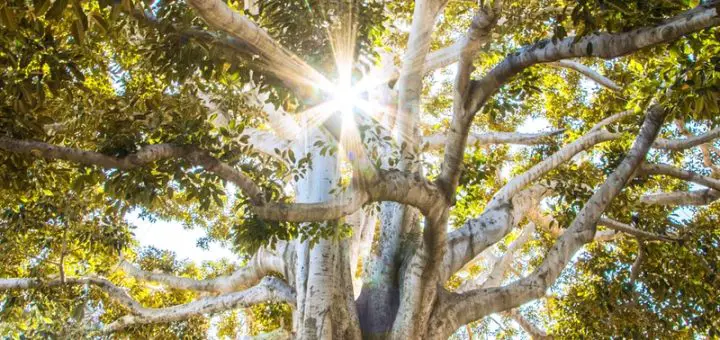 Beautiful Sunlit Tree