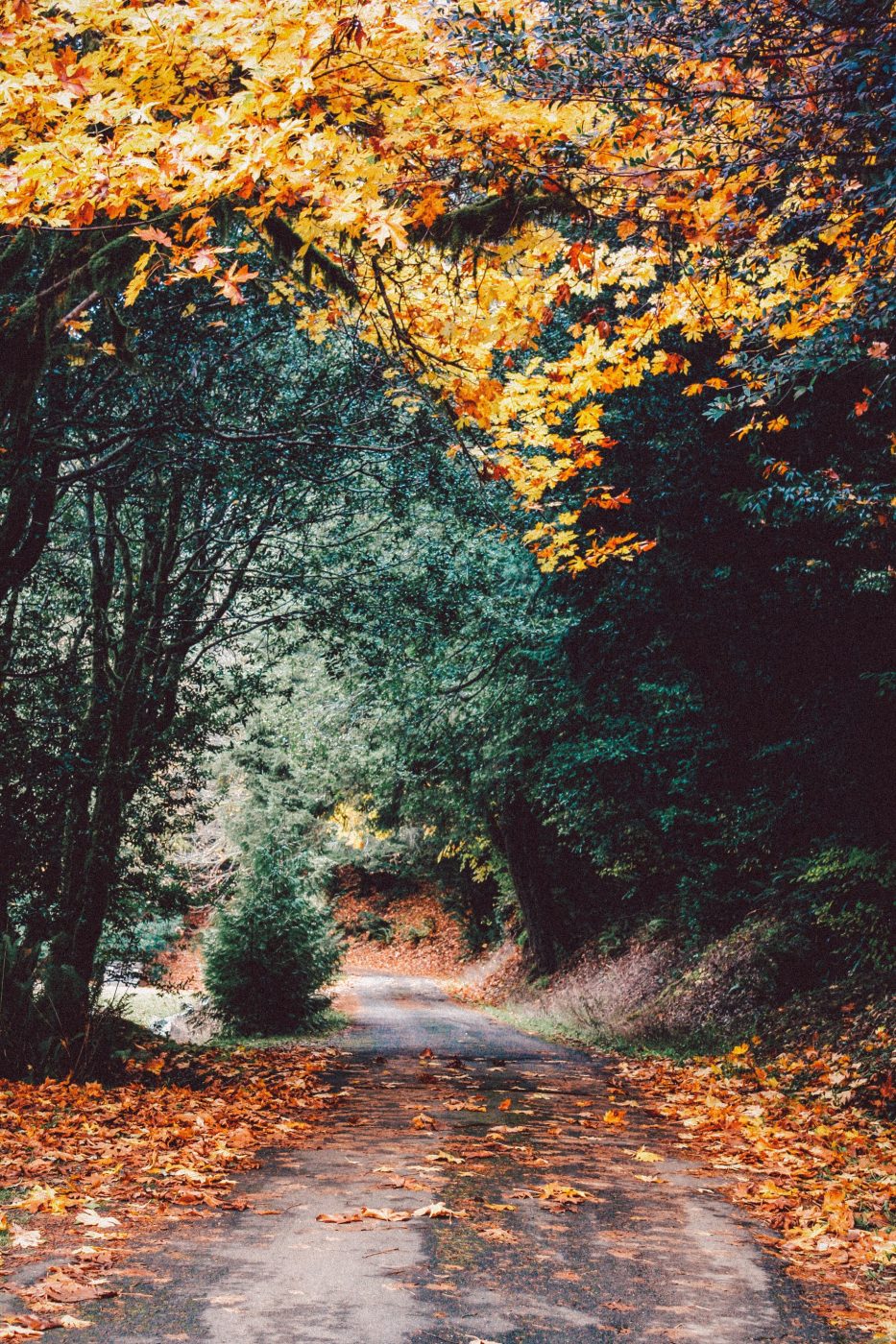 Forest Road Covered In Leaves