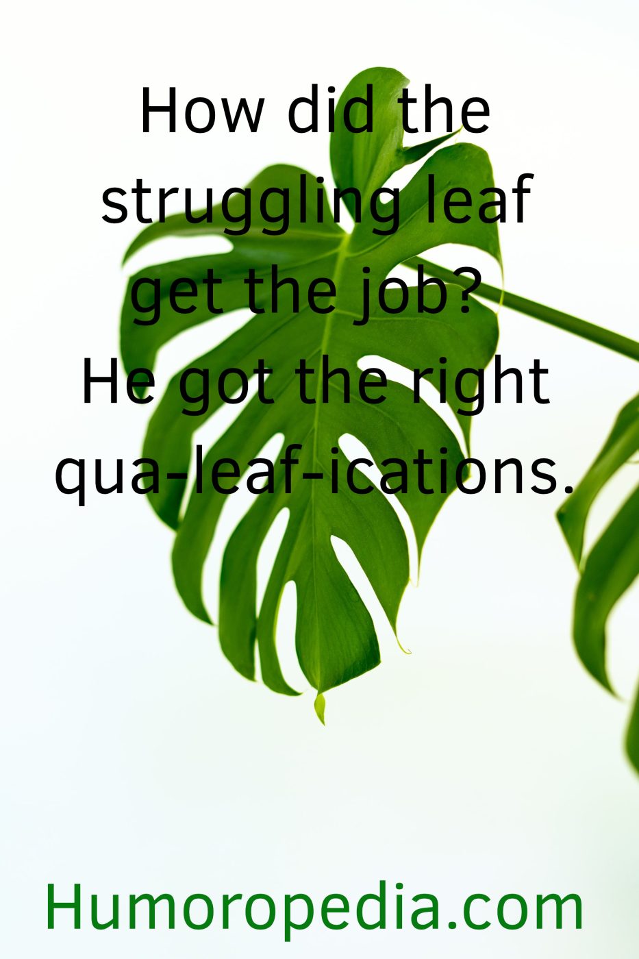 Leaf Joke About Getting The Job