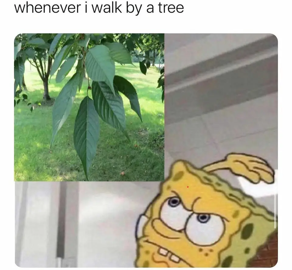 Leaf Humor Parody Meme