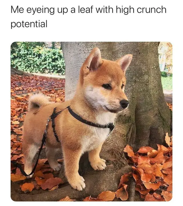 Reddit Leaf Meme About A Puppy