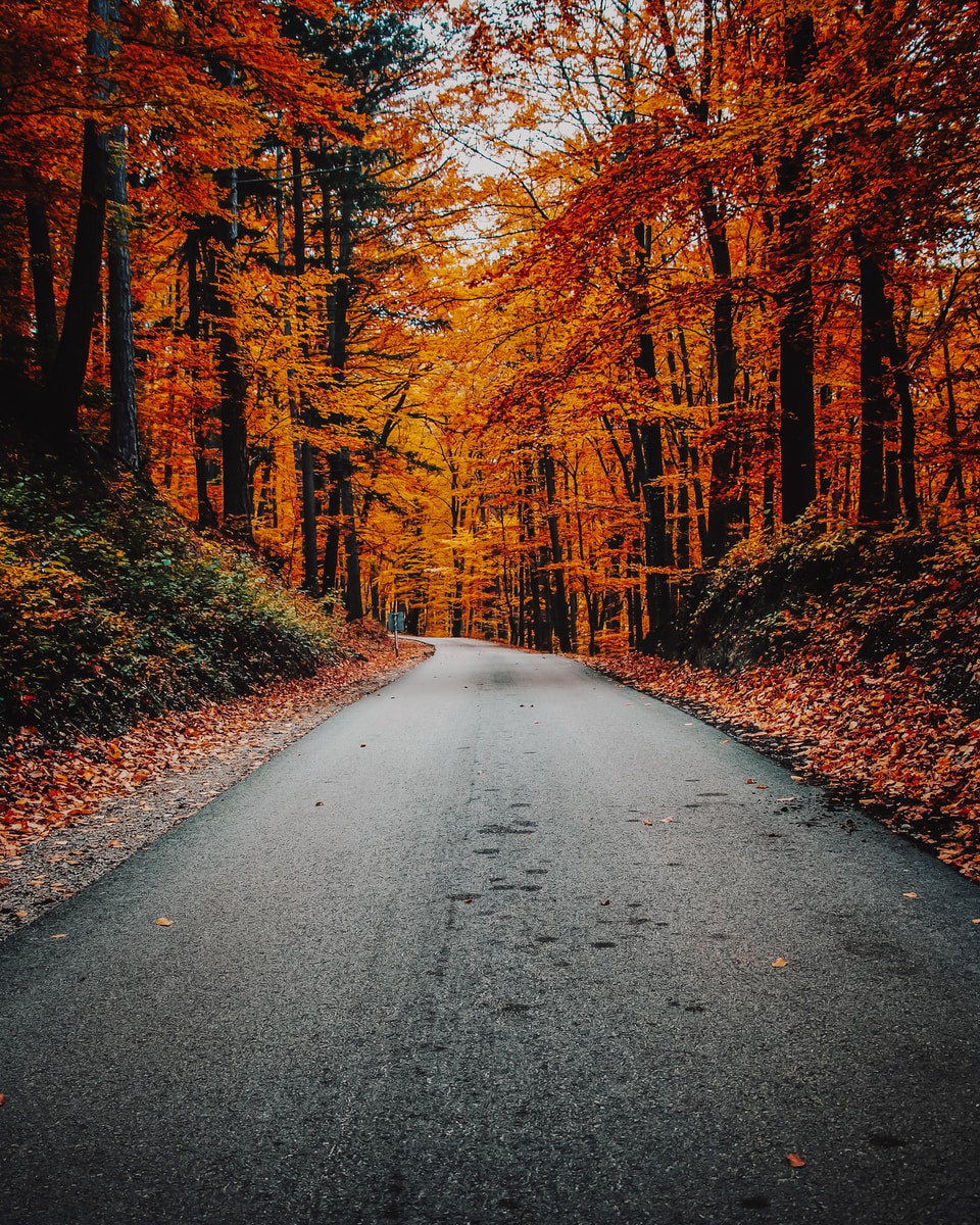 autumn forest road with many beautiful trees