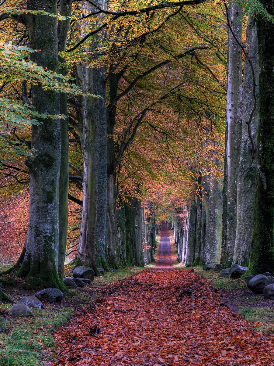 autumn forest road covered in leaves