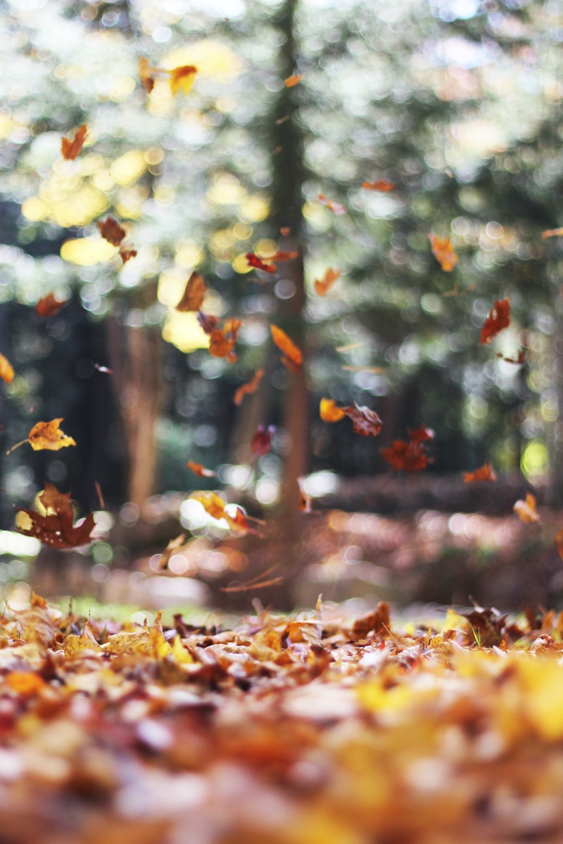 autumn leaves swirling in the wind