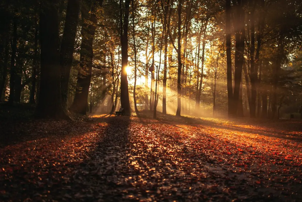 fall season forest illuminated by the beautiful light