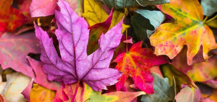 purple and red fall season leaves