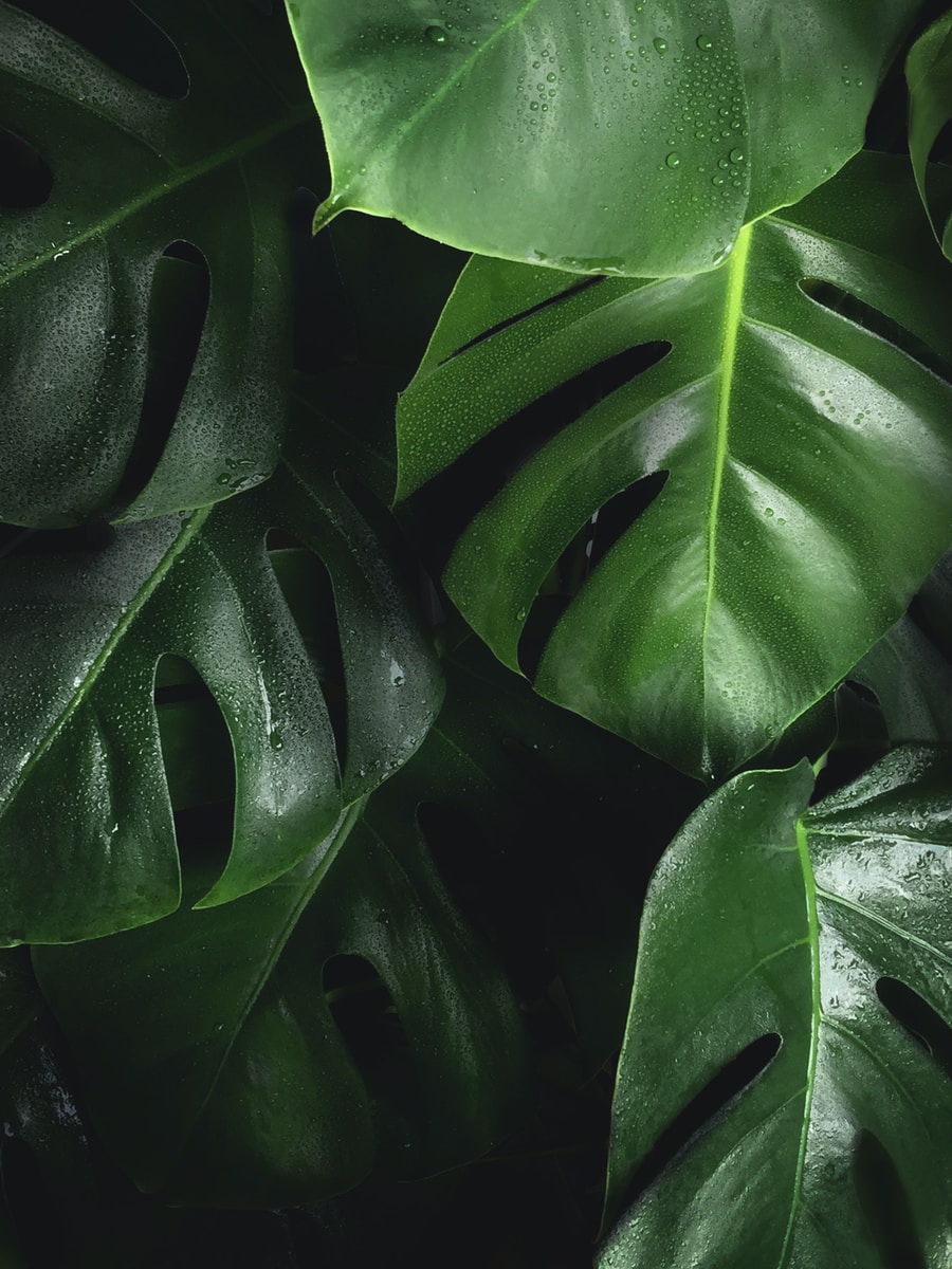 Leaves Covered In Raindrops