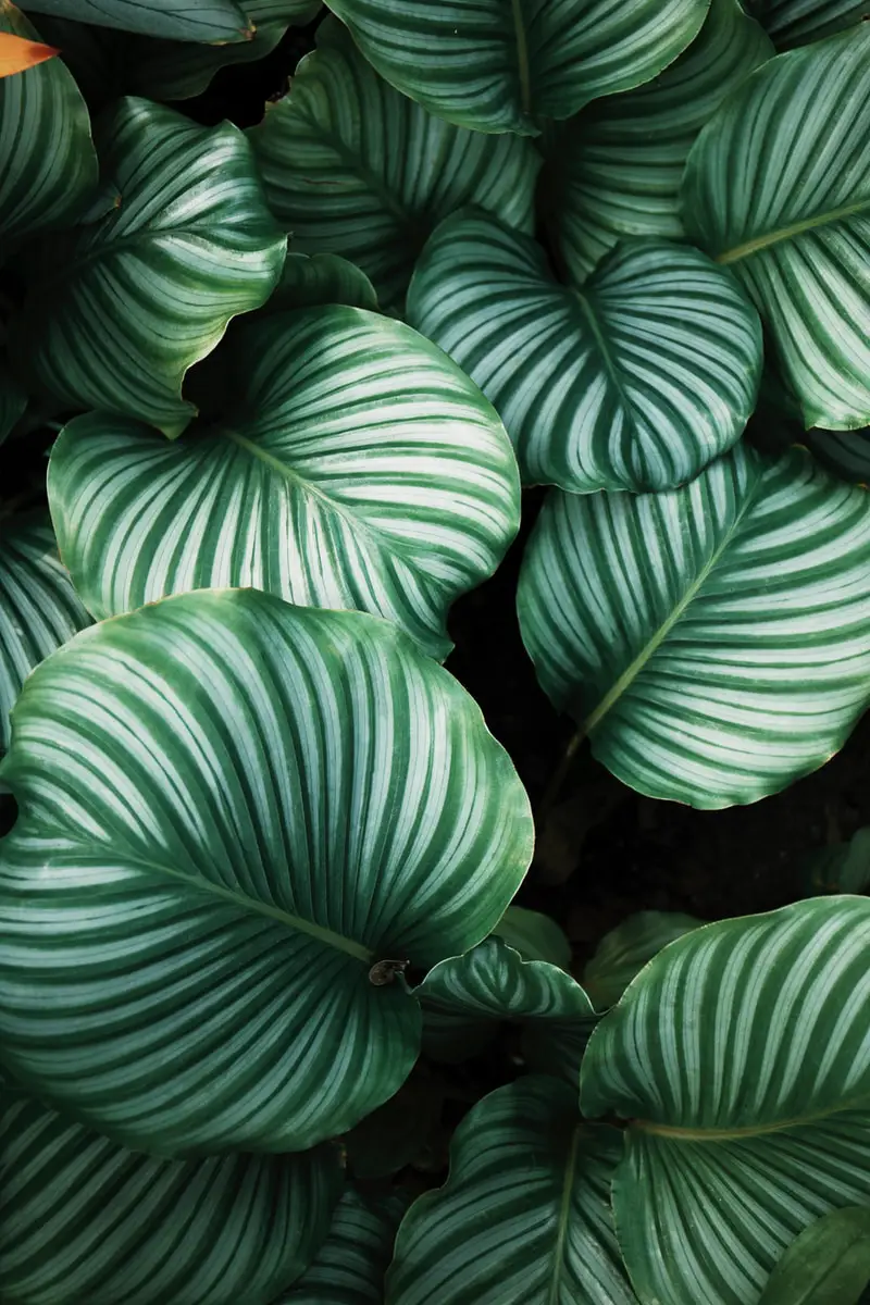 Green And White Leaves