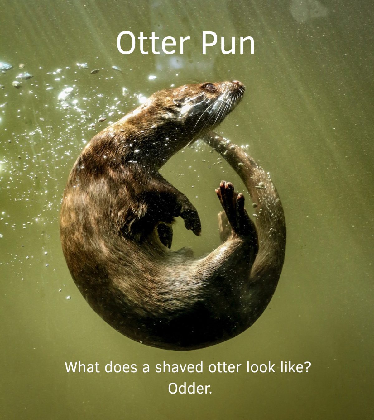 Otter Pun About The Shaved One