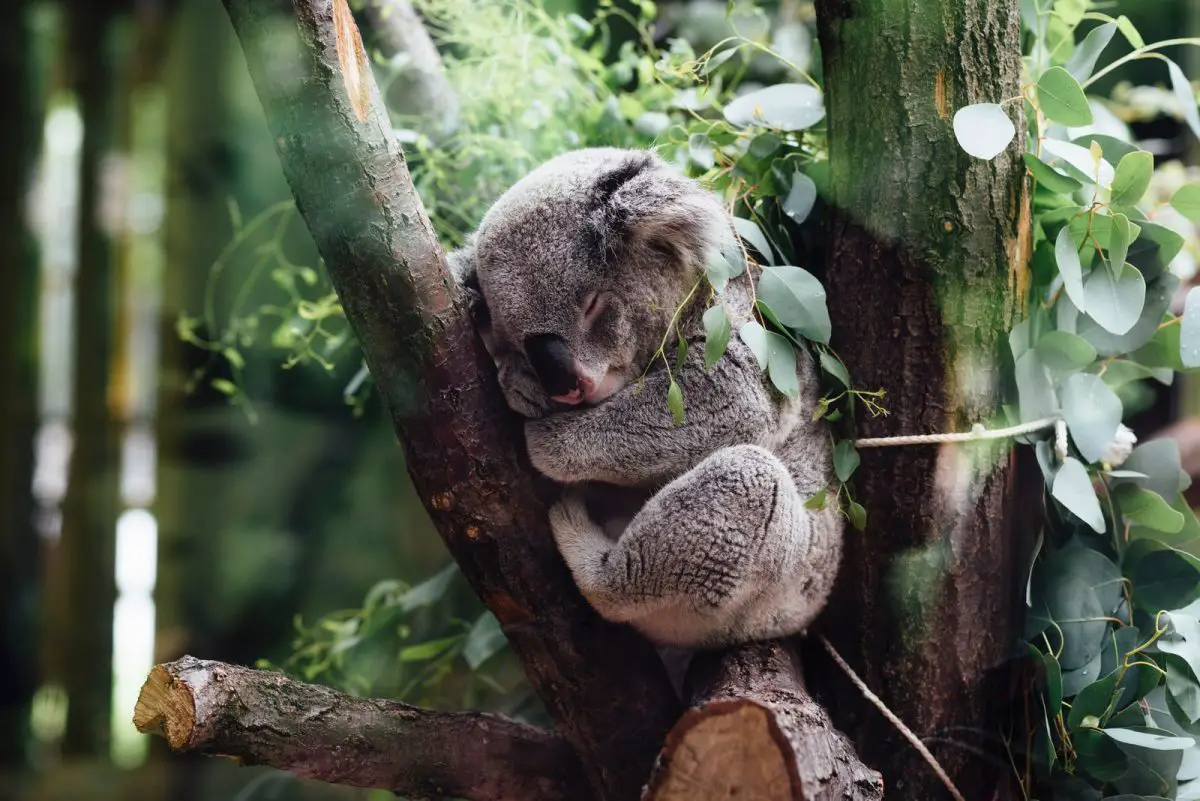 baby koala bear sleeping on the tree branch