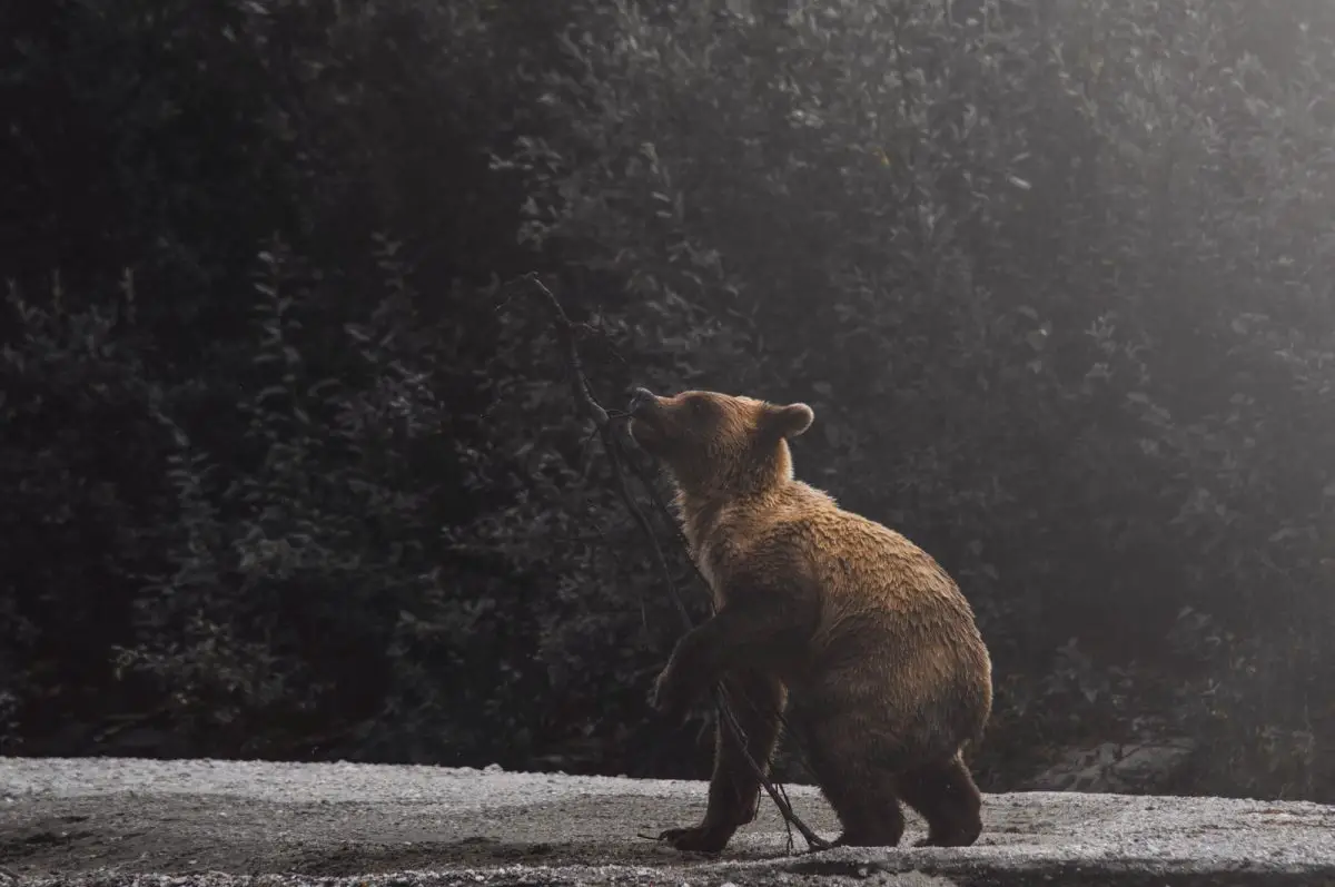 brown bear looking up