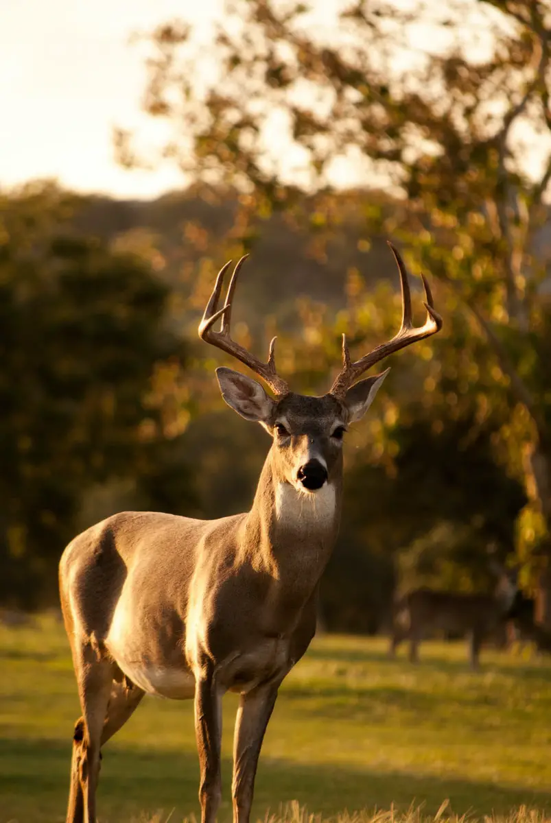 brown deer standing on the grass field