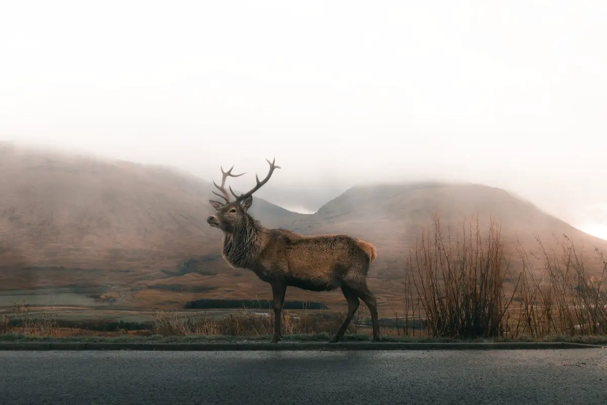 Gorgeous Deer During Foggy Day