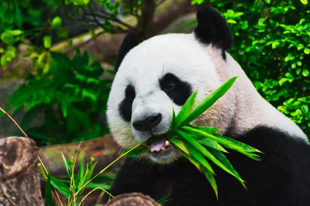 panda bear eating bamboo