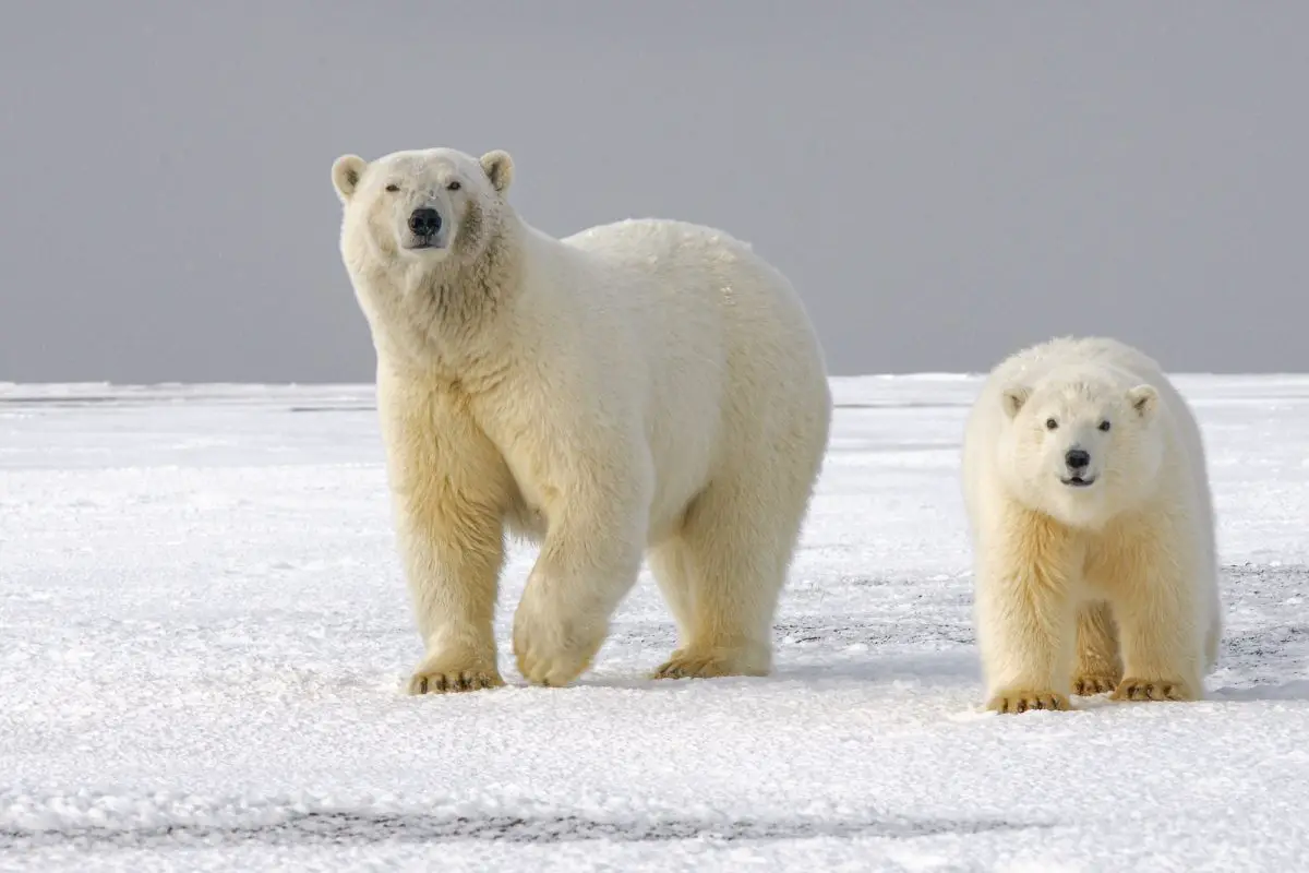 two polar bears standing on the snow