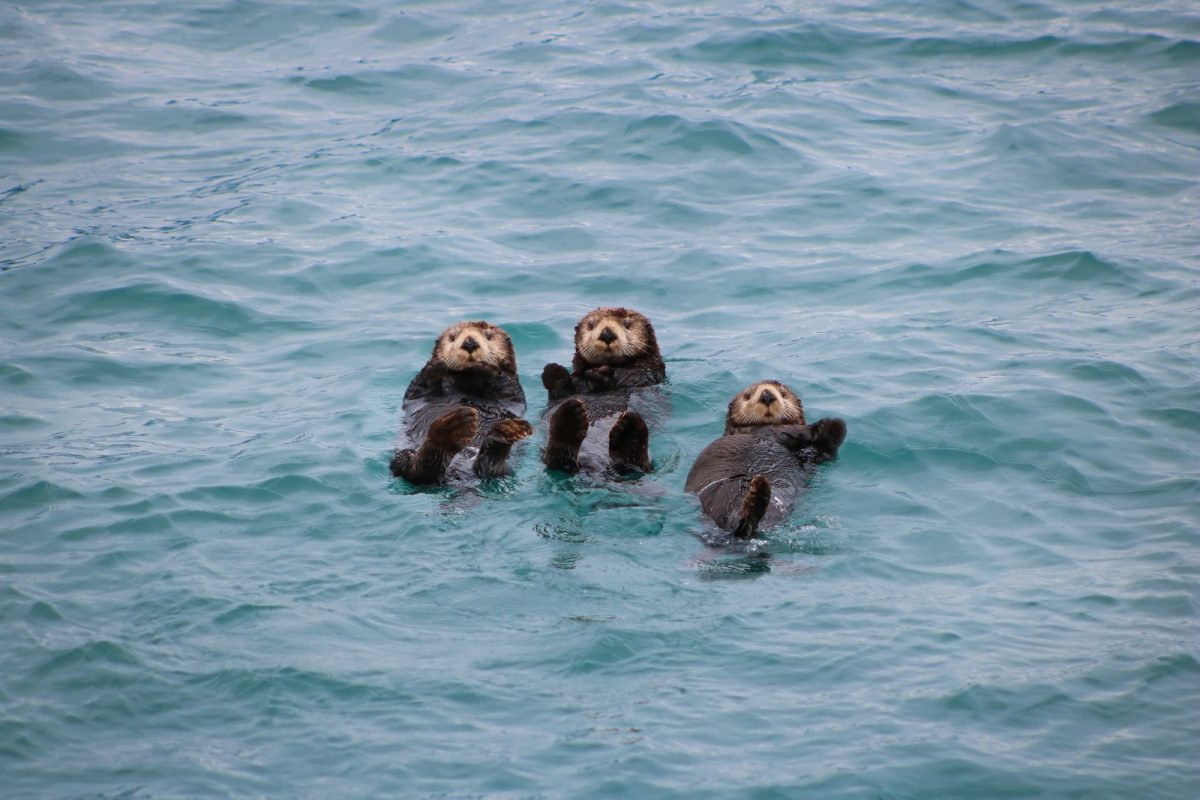 Three Sea Otters Swimming In The Ocean
