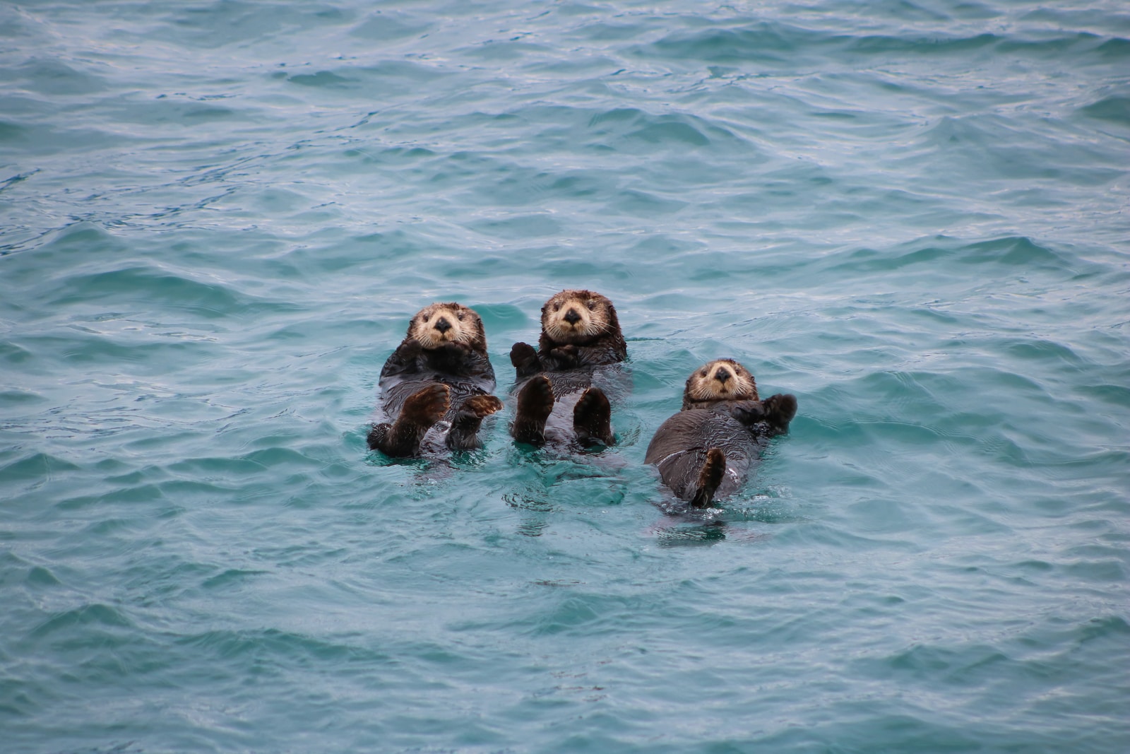 Three Sea Otters Swimming In The Ocean. 