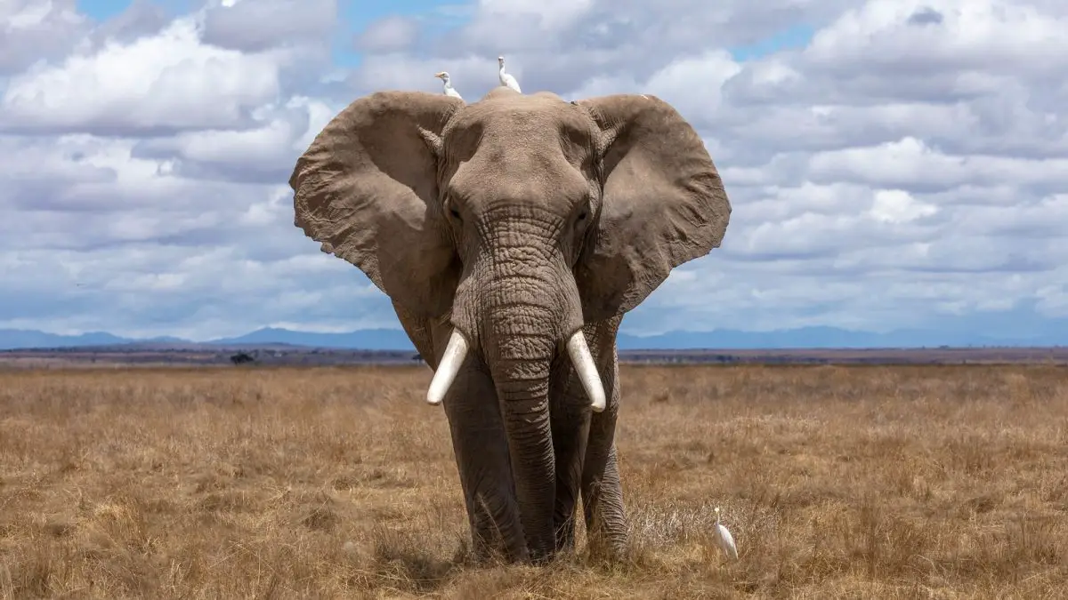 Elephant With Two Birds On Top