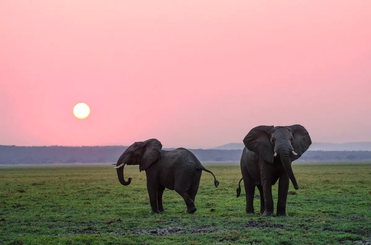 Two Elephants During Pink Sunset