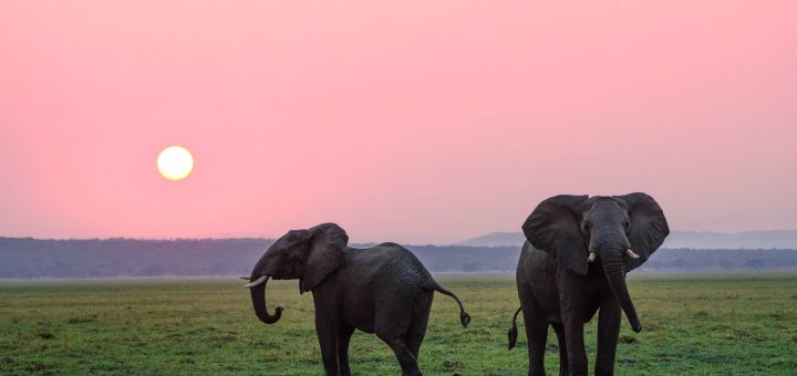 Two Elephants During Pink Sunset
