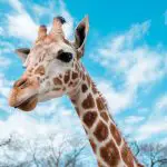 Giraffe Puns & Jokes: 13 Best & More