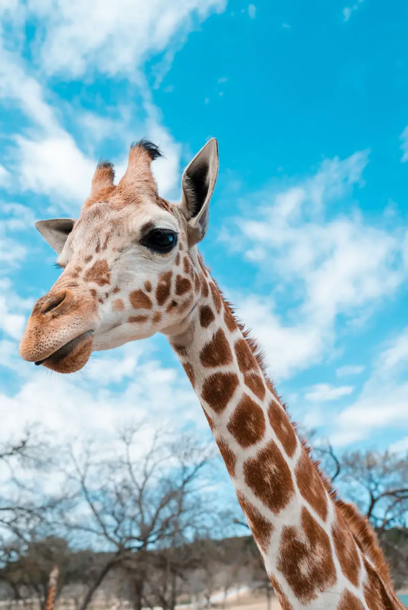 giraffe head in the blue sky