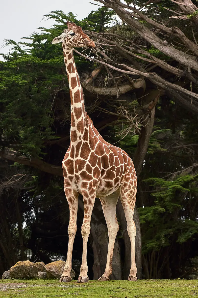 giraffe standing near tree at daytime