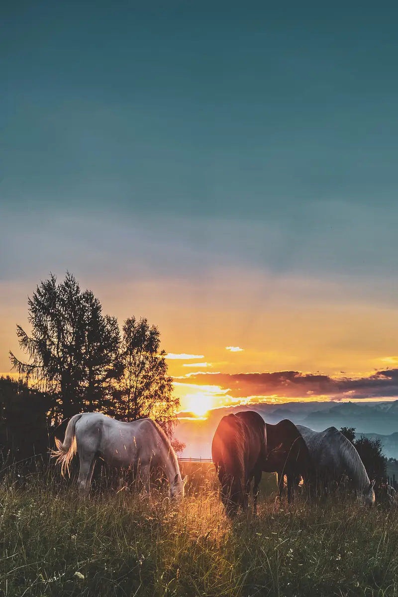 horses grazing during sunset