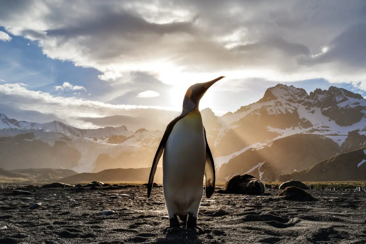 Funny Penguin Jokes: 11 Best That Will Make You Laugh & More