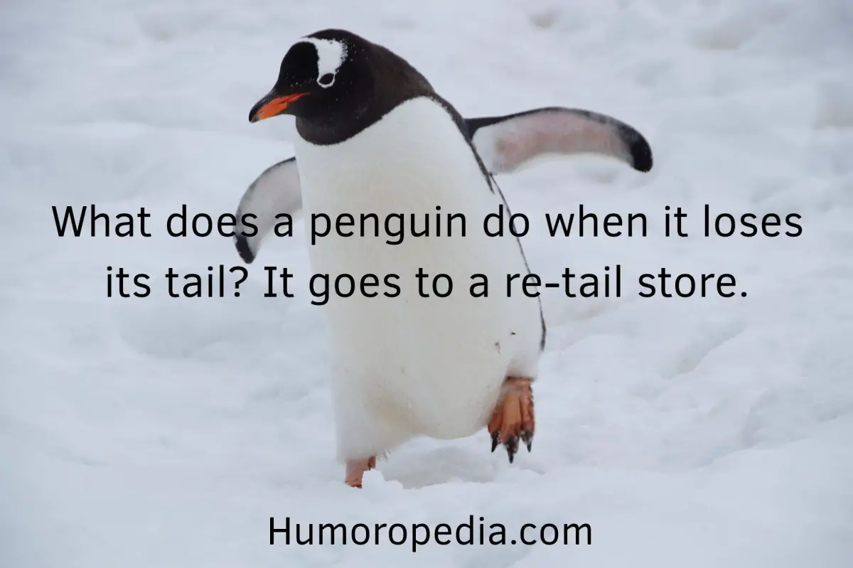 Penguin Joke About Its Tail And Retail Store