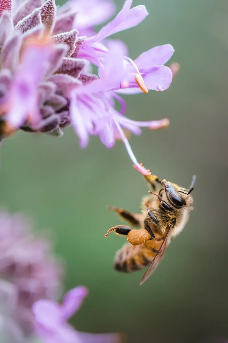 bee sipping on purple flower nectar