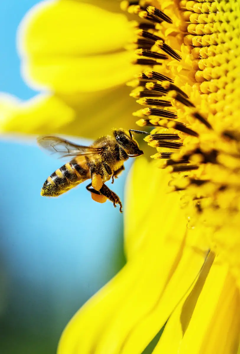 Bee Near A Sunflower