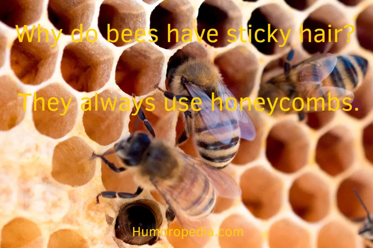 bee joke about sticky hair